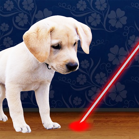 Laser for Dogs